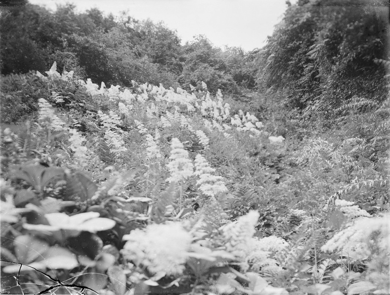 1908-06-20.牛头山. 海拔6750尺_调整大小.jpg