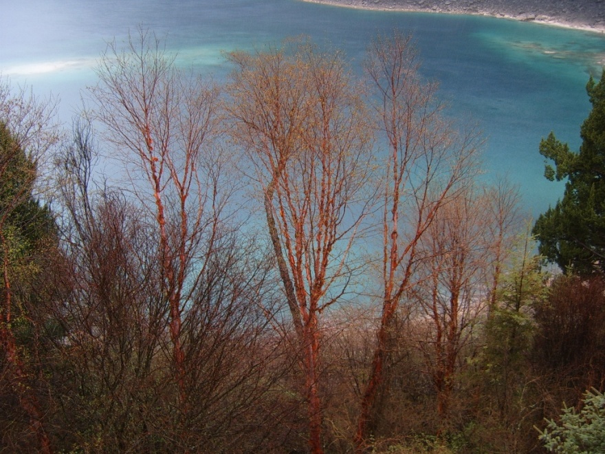 长海边的红皮桦