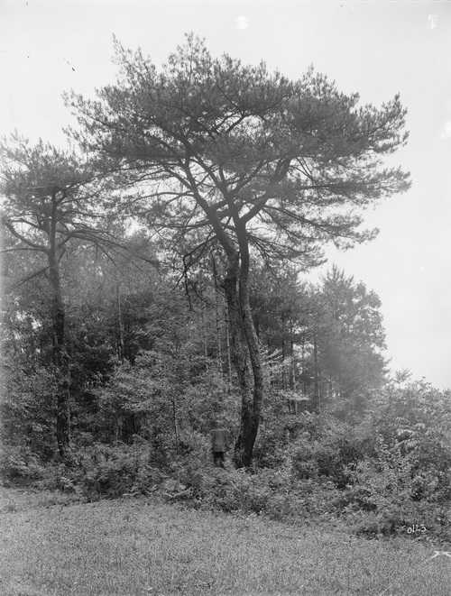 123 1910-06-22湖北省  房县_调整大小.jpg