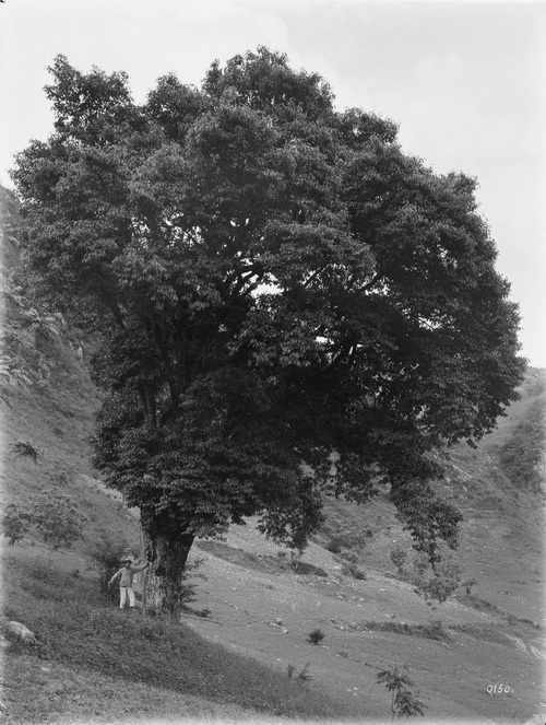 150 1910-06-25 四川巫溪（大宁） 1_调整大小.jpg