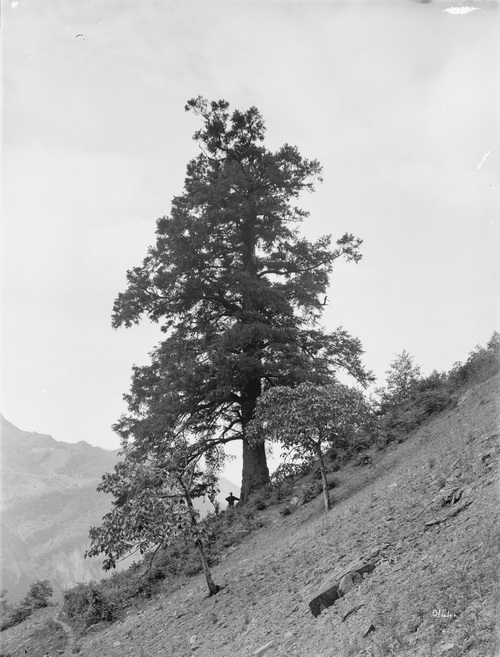 144 1910-06-25 四川巫溪（大宁）中国液流油杉_调整大小.jpg