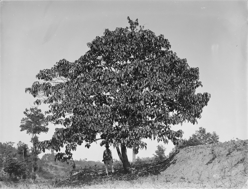 171 1910-06-29四川巫溪（大宁）3_调整大小.jpg