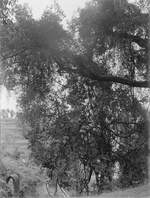 205 1910-07-10 云阳_调整大小.jpg