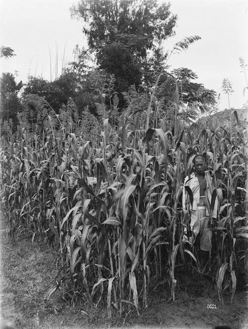 222 1910-07-17保宁府（阆中）_调整大小.jpg