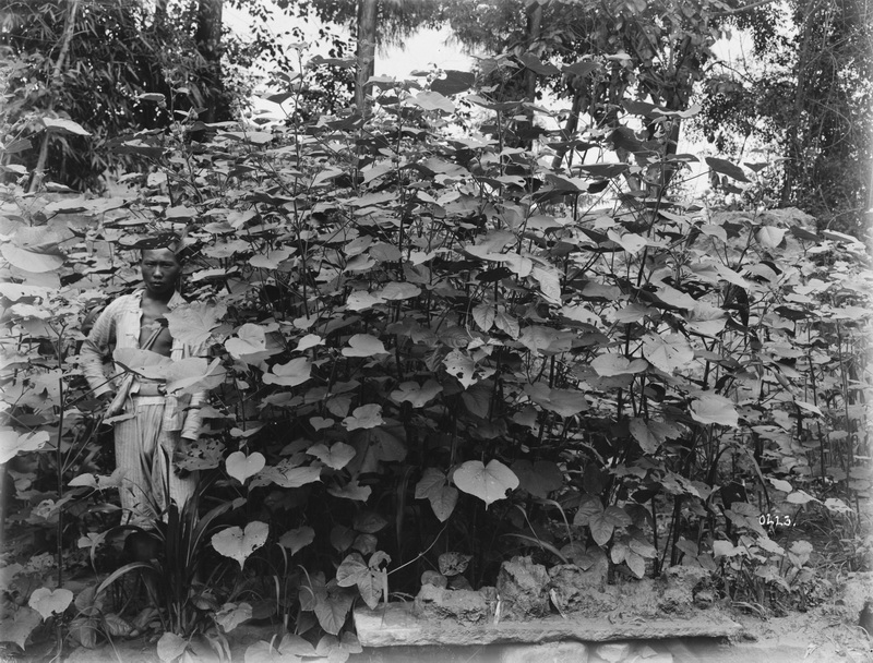 223 1910-07-17保宁府（阆中）苘苘草_调整大小.jpg