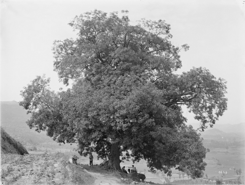 225 1910-07-19保宁府（阆中）1_调整大小.jpg