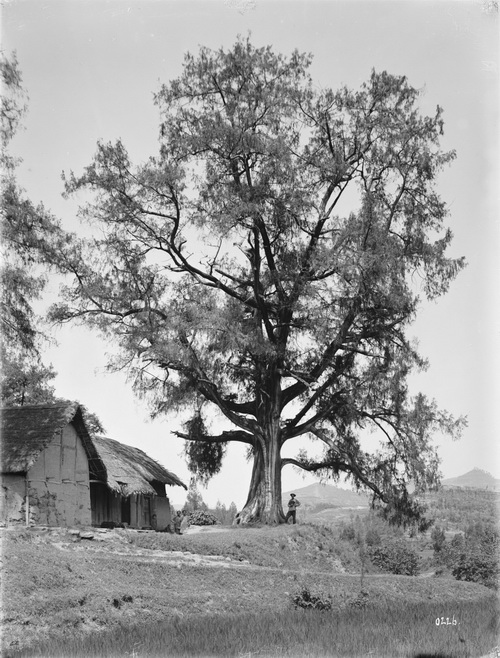 226 1910-07-19保宁府（阆中）2_调整大小.jpg