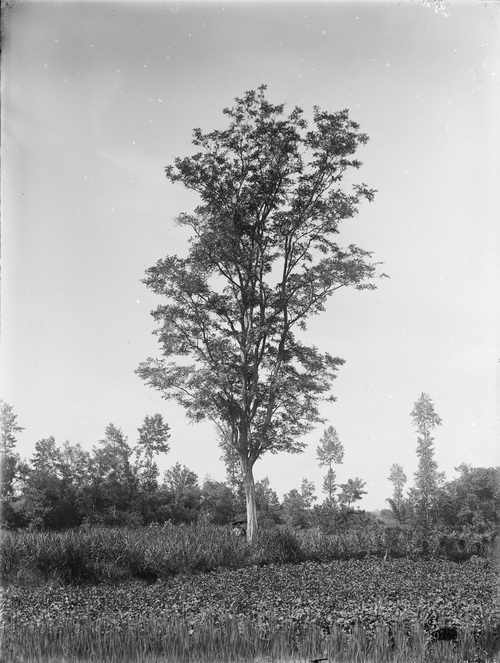 244 1910-08-08 新都 Sin-tu_调整大小.jpg