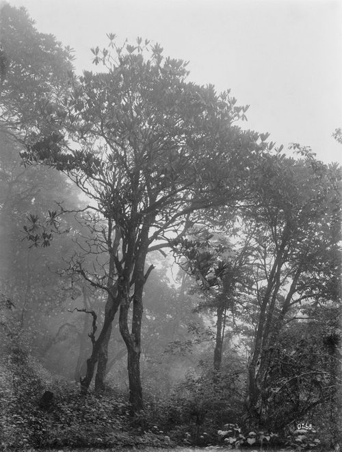 265 1910-08-17平武Pingwu中国杜鹃_调整大小.jpg