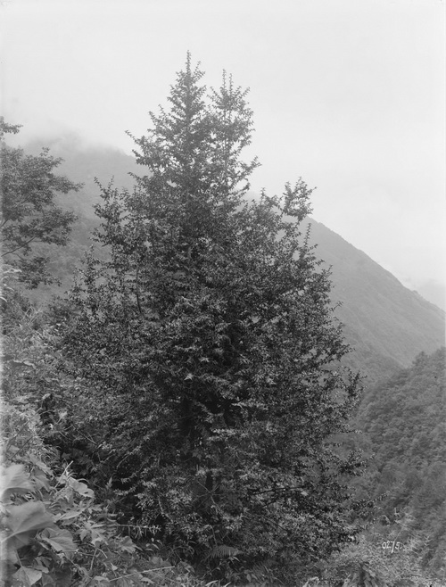 275 1910-08-17.1_调整大小.jpg