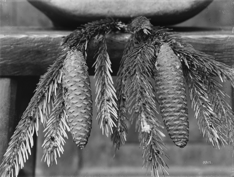 302 1910-08-24中国云杉ascendens_调整大小.jpg