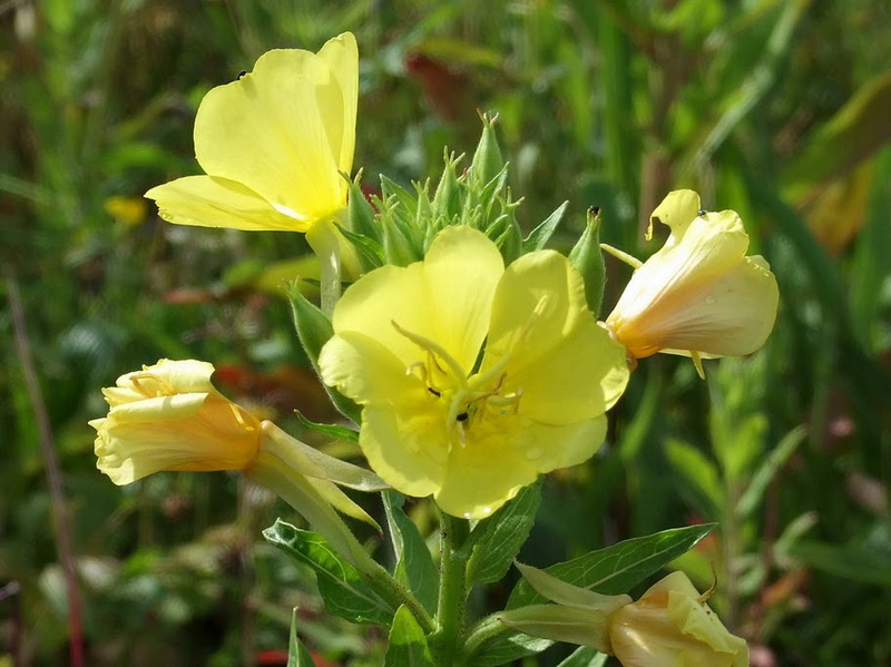 evening primrose_调整大小.jpg