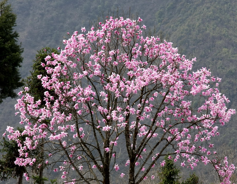 1 康定木兰_调整大小.jpg