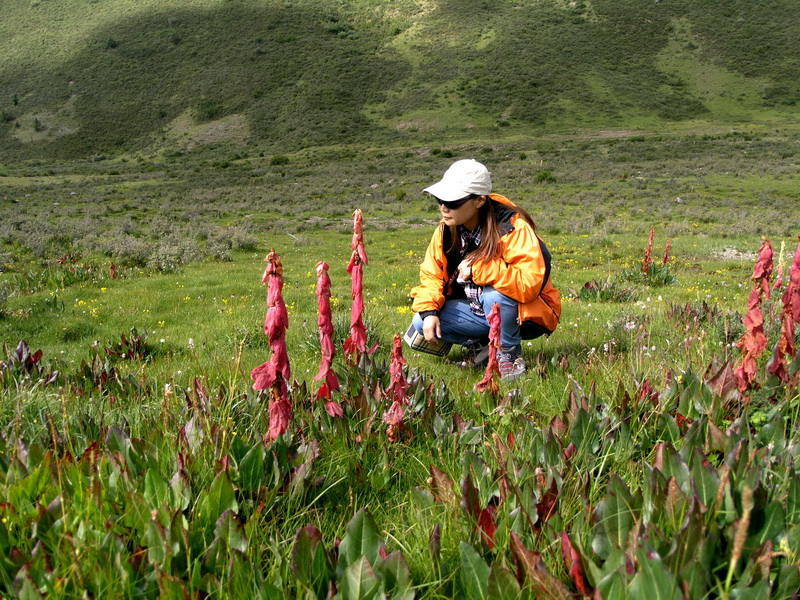 2 友多山野考察队在横断山域考察高山野生花卉_调整大小.JPG