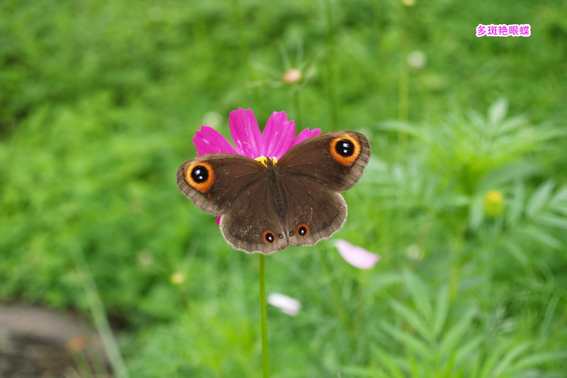 8 多斑艳眼蝶_调整大小.JPG