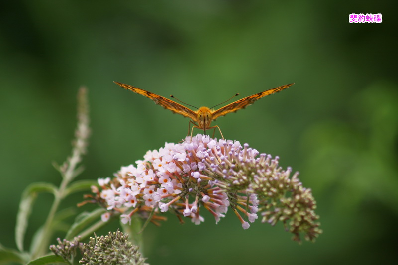 4 斐豹蛺碟_调整大小.JPG