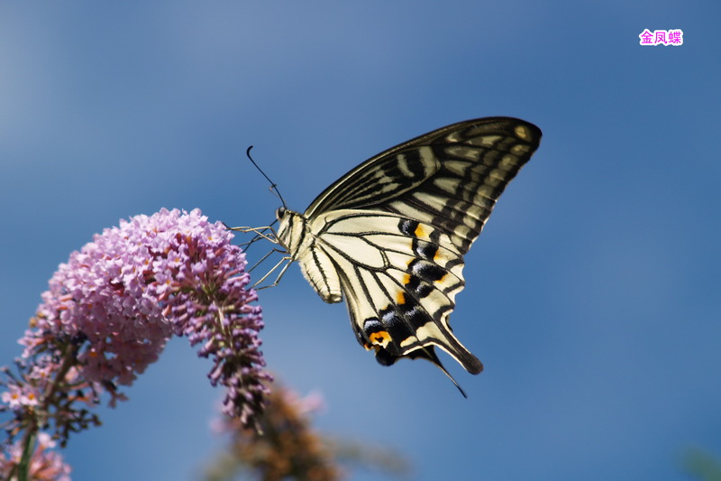 2b 金凤蝶_调整大小.JPG
