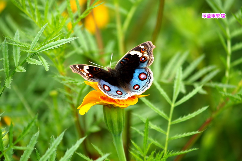 7 翠蓝眼蛱蝶_调整大小.JPG