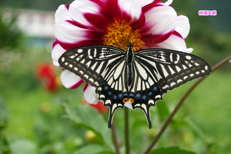 9 柑橘凤蝶_调整大小.JPG