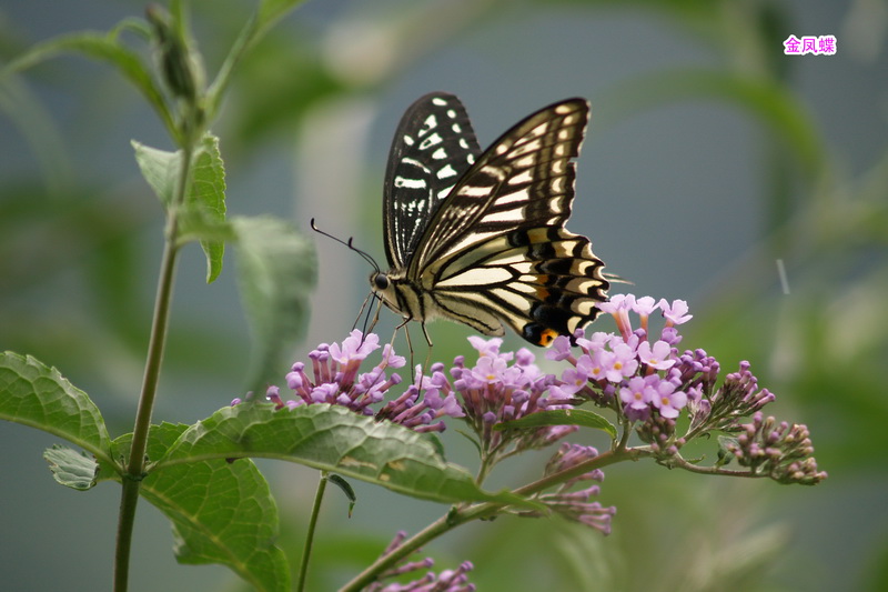 2 金凤蝶 _调整大小.JPG