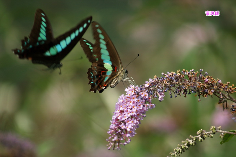 3 青凤蝶_调整大小.JPG