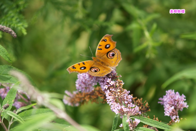 6 美眼蛱蝶_调整大小.JPG