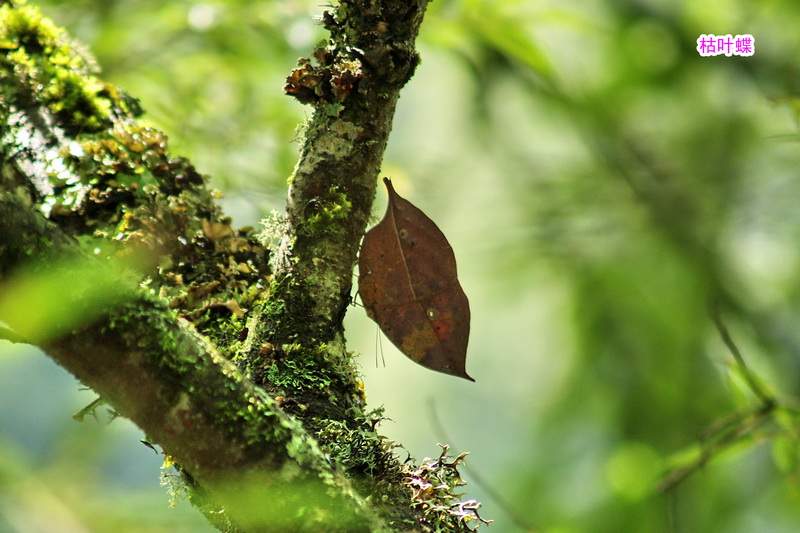 5 枯叶蝶_调整大小.JPG