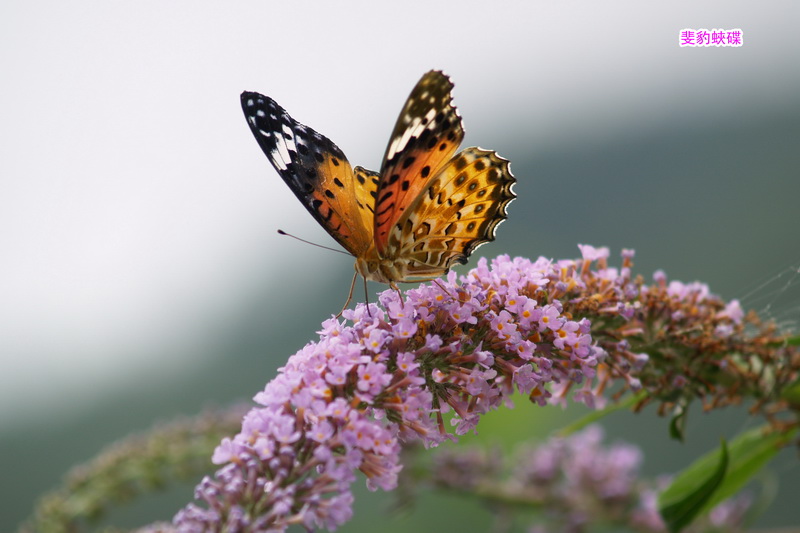 4b 斐豹蛺碟_调整大小.JPG