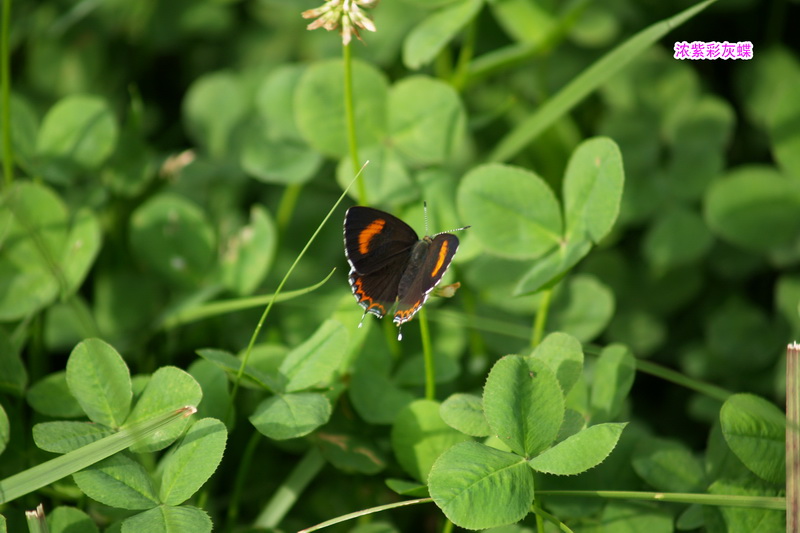 15 浓紫彩灰蝶_调整大小.JPG