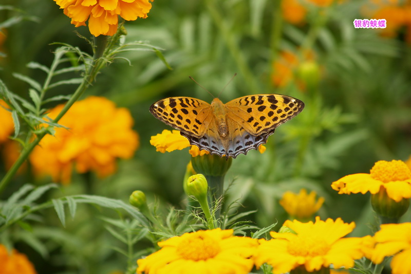 17 银豹蛱蝶_调整大小.JPG