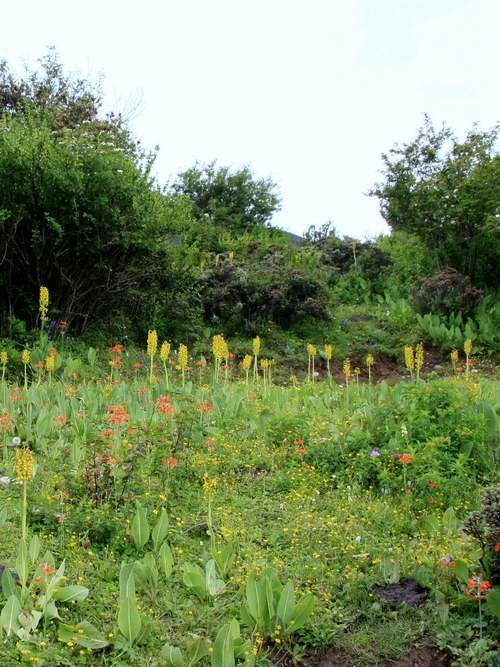 9 黄帚橐吾 鹅黄灯台报春_调整大小.jpg