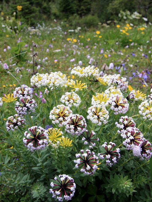 7 狼毒_调整大小.JPG