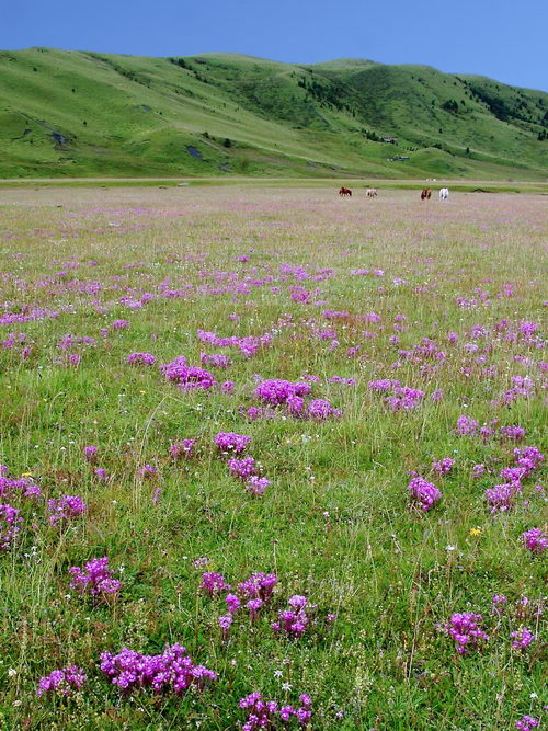 3 五齿管花马先蒿_调整大小.jpg