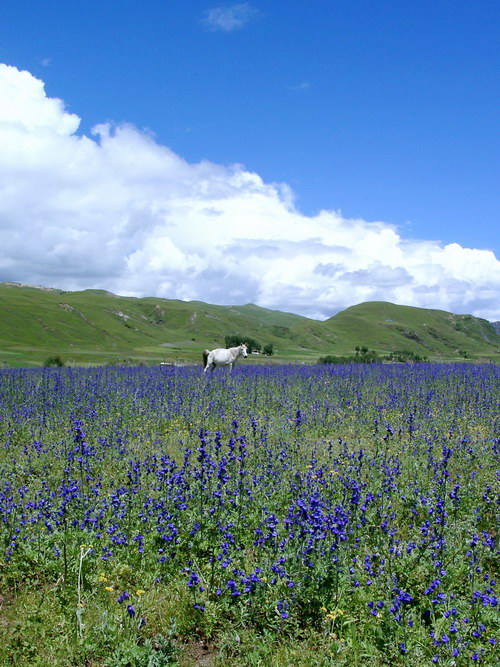 2 露蕊乌头_调整大小.JPG