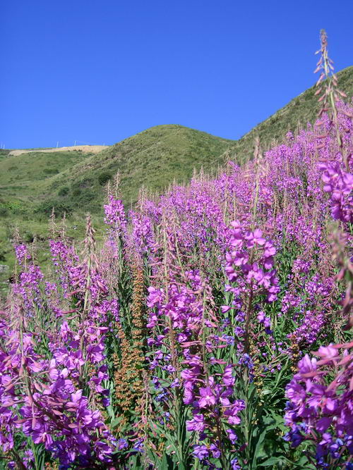 8 柳兰_调整大小.JPG