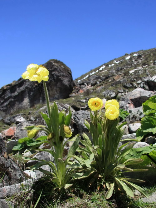 5 全缘叶绿绒蒿_调整大小.jpg