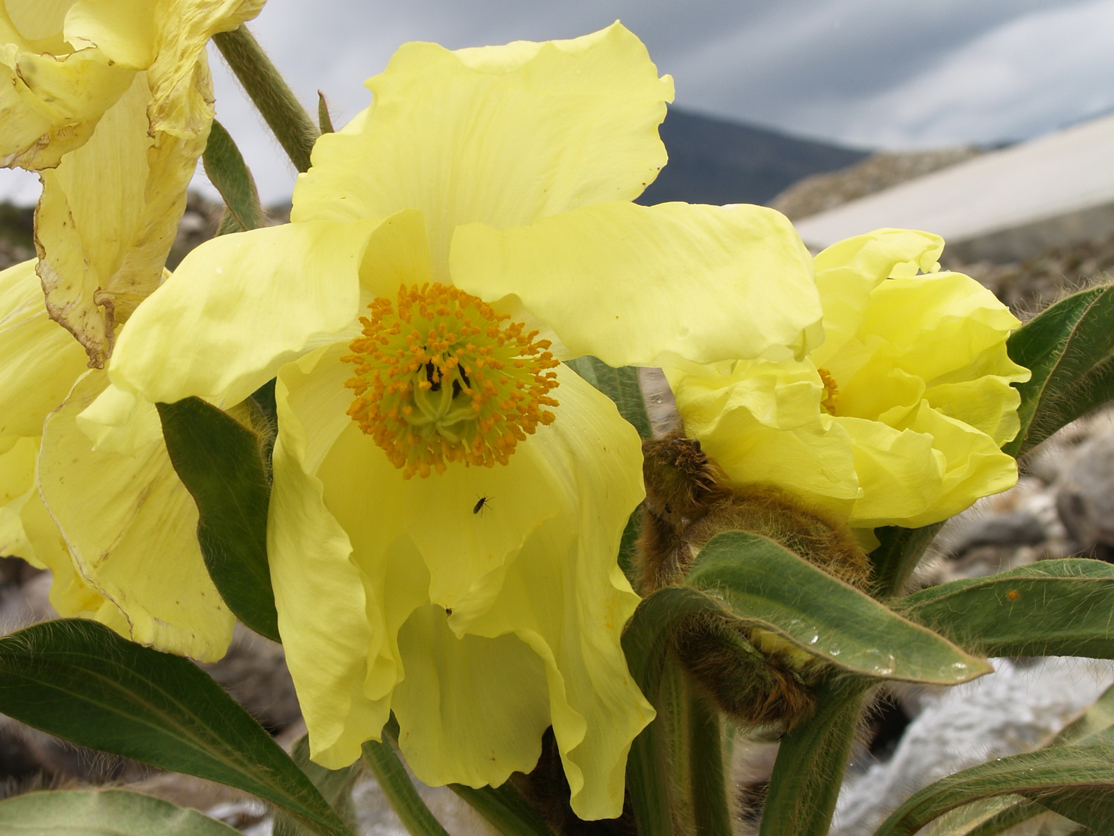 图10 全缘叶绿绒蒿_调整大小.jpg