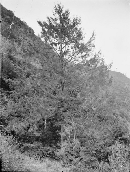 1908-06-21巴朗山中国云杉ascendens_调整大小.jpg