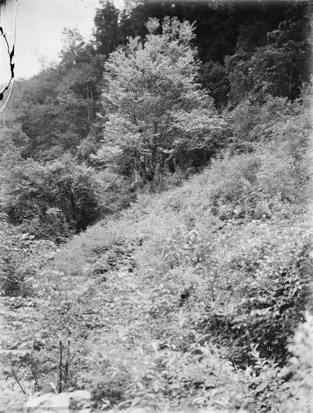 1908-06-22卧龙3_调整大小.jpg