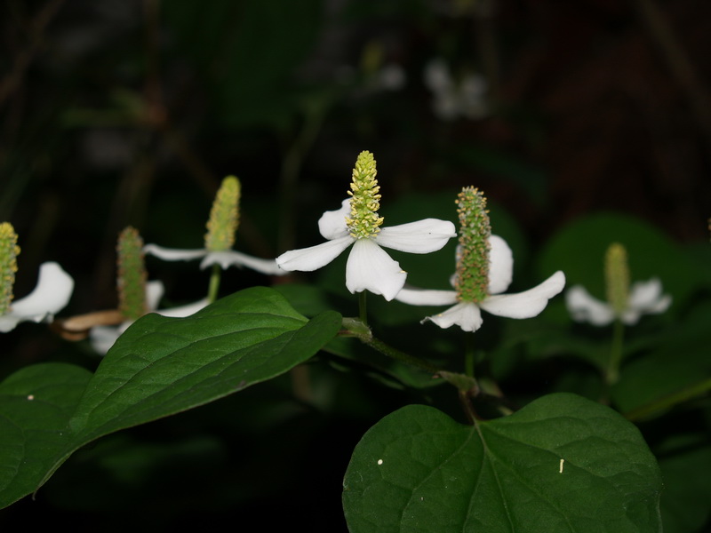 P6262152_调整大小.JPG