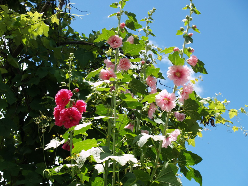 P6089993_调整大小.JPG