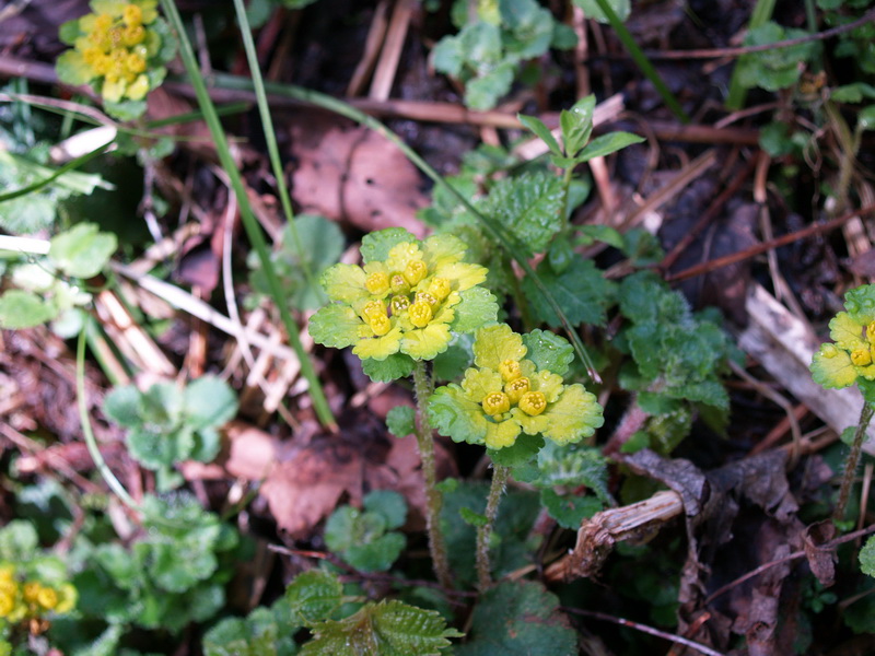 P5058217_调整大小.JPG
