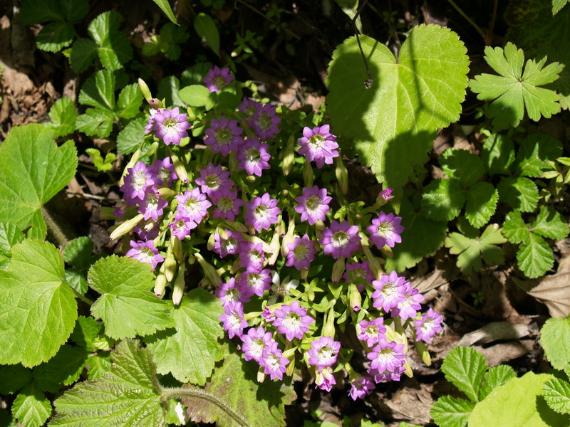 P6170941_调整大小.JPG