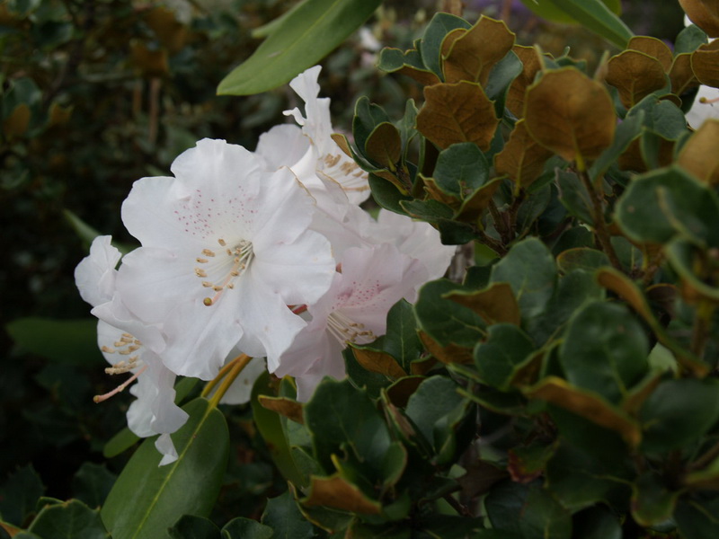 P6041484_调整大小.JPG