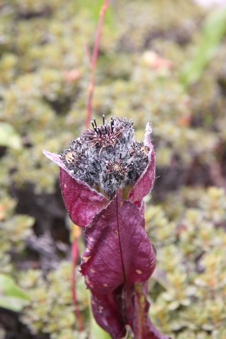 IMG_6146_调整大小.JPG