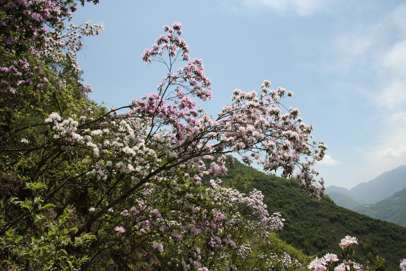 IMG_1762_调整大小.JPG