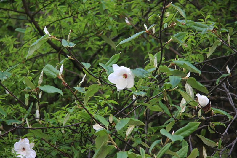 IMG_4748_调整大小.jpg