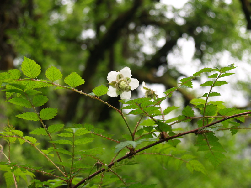 P6049509_调整大小.JPG