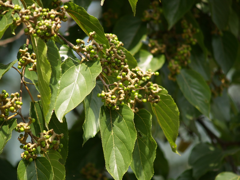 P9270348_调整大小.JPG