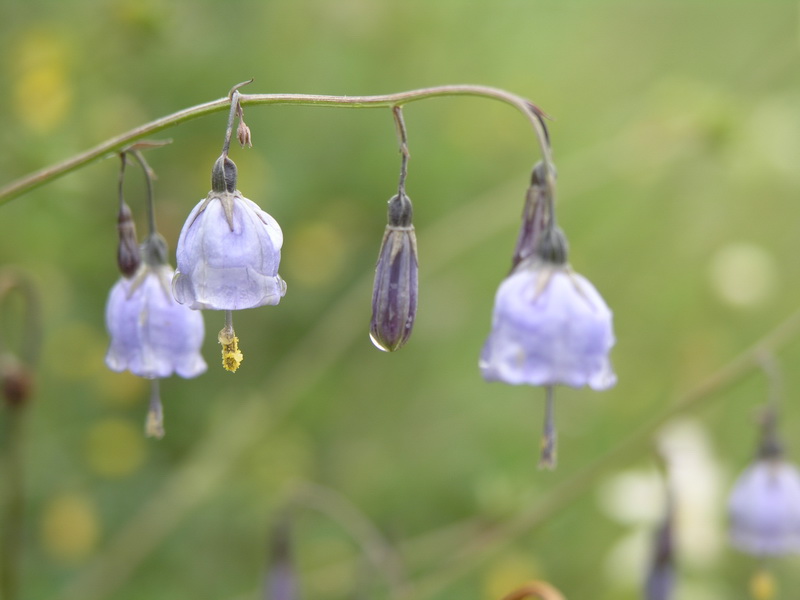 P7112016_调整大小.JPG P7112016_调整大小.JPG